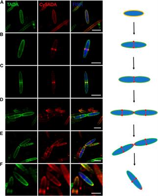 Visualizing the Growth and Division of Rat Gut Bacteria by D-Amino Acid-Based in vivo Labeling and FISH Staining